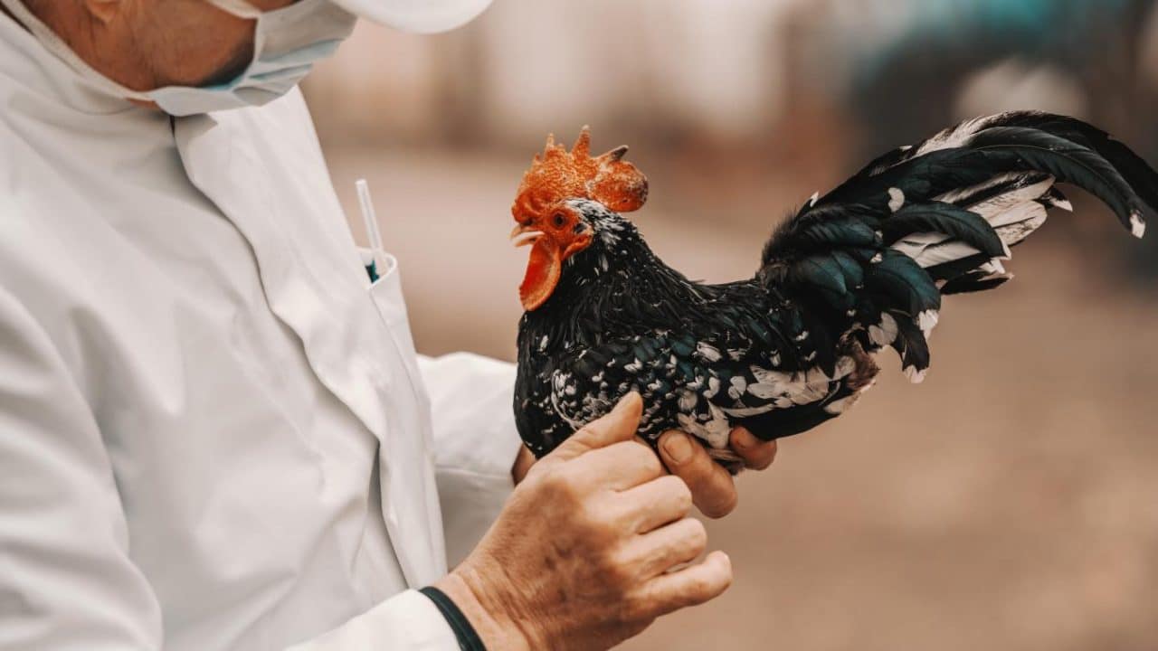 Grippe aviaire : le niveau de risque passe de négligeable à modéré, voici les communes concernées dans les Hauts de France